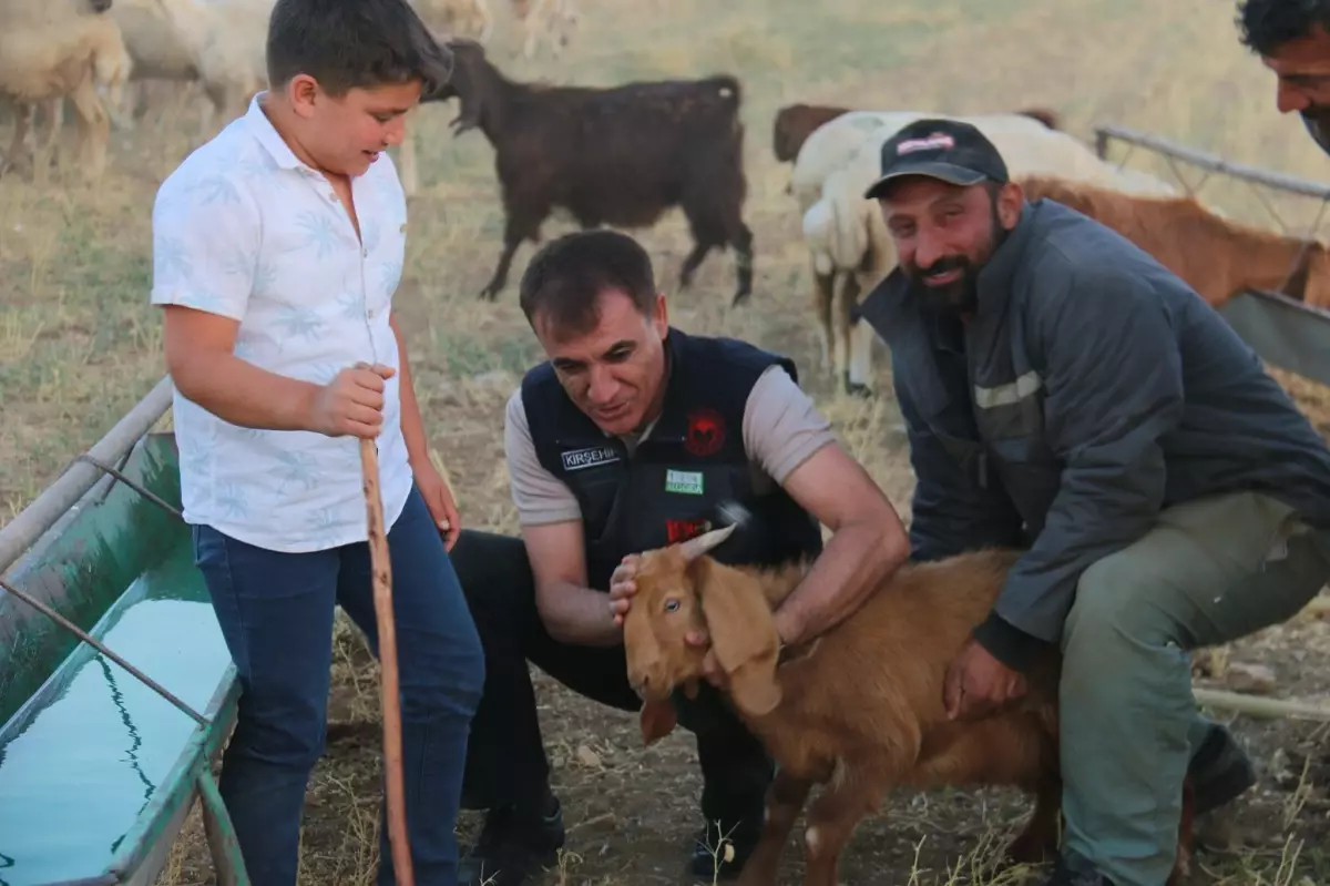 Kırşehir'de 5 yılda küçükbaş havan sayısı yaklaşık yüzde 50 arttı
