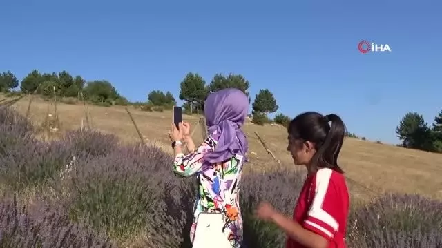 Köydeki lavanta tarlası fotoğraf tutkunlarının ilgi odağı