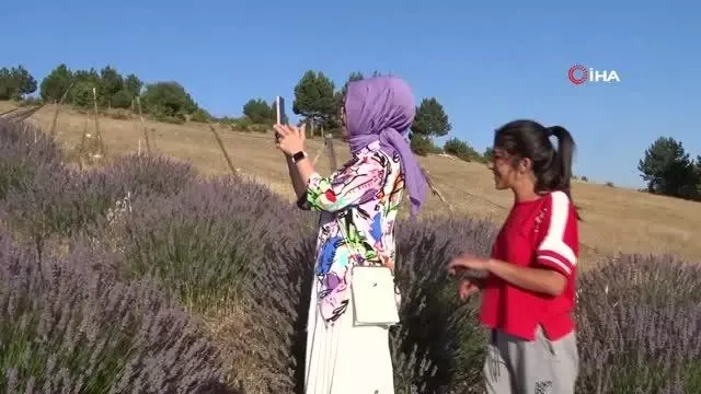 Köydeki lavanta tarlası fotoğraf tutkunlarının ilgi odağı