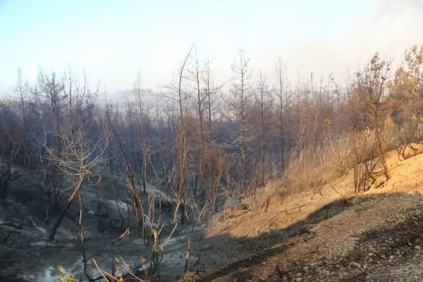 KOZAN'DA İKİNCİ GÜNÜNDE DEVAM EDEN ORMAN YANGININ ACI TABLOSU SABAH ORTAYA ÇIKTI