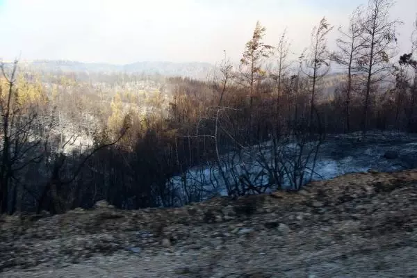 KOZAN'DA İKİNCİ GÜNÜNDE DEVAM EDEN ORMAN YANGININ ACI TABLOSU SABAH ORTAYA ÇIKTI