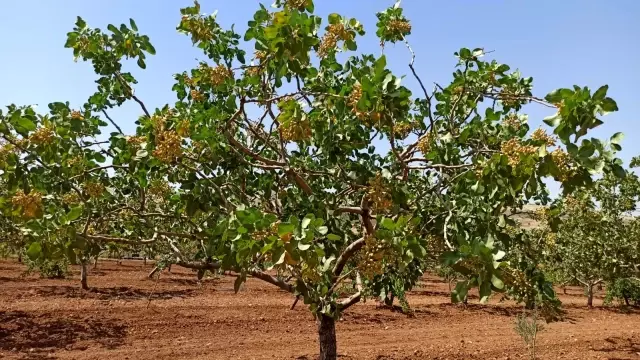 Kuraklık fıstığı vurdu, ziraat mühendisleri bağ ve bahçelere indi