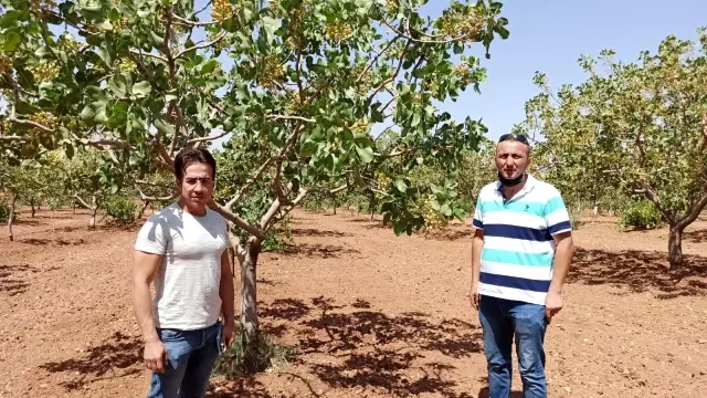 Kuraklık fıstığı vurdu, ziraat mühendisleri bağ ve bahçelere indi