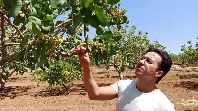 Kuraklık fıstığı vurdu, ziraat mühendisleri bağ ve bahçelere indi
