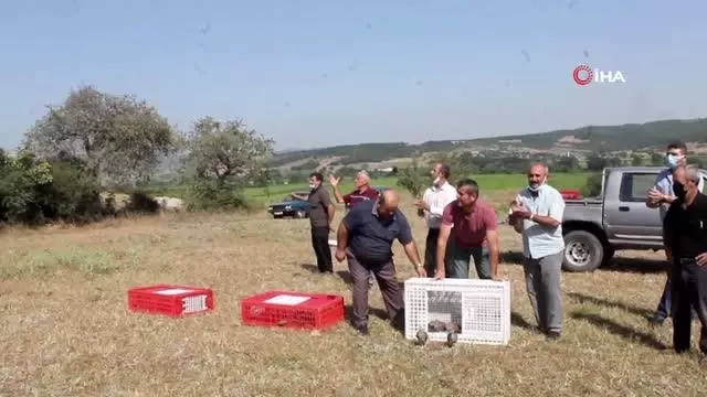 Manyas'ta Kınalı keklikler doğaya salındı