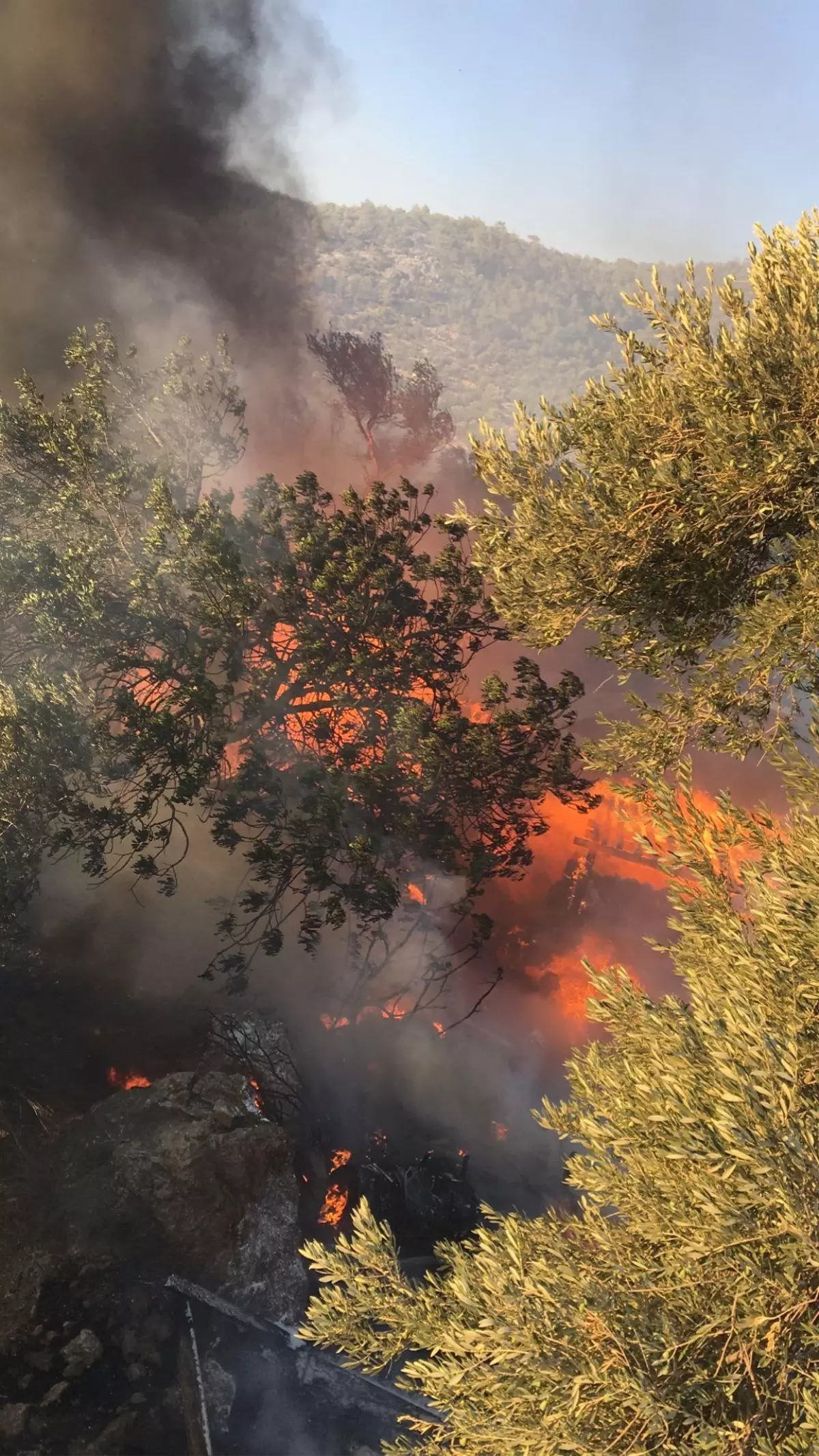 Marmaris'te çıkan orman yangınına müdahale ediliyor