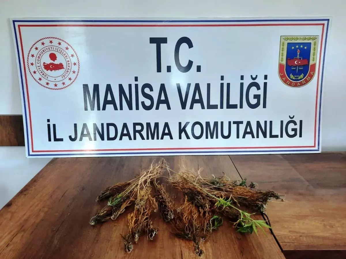 Sarıgöl'de 51 kök Hint keneviri bitkisi ele geçirildi