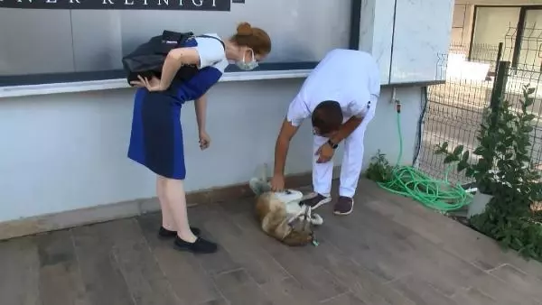 SARIYER'DE OTOMOBİLİ İLE KÖPEĞİ EZİP KAÇTIĞI İDDİA EDİLEN KADIN KONUŞTU KÖPEĞİ EZDİĞİMİ FARK ETMEDİM