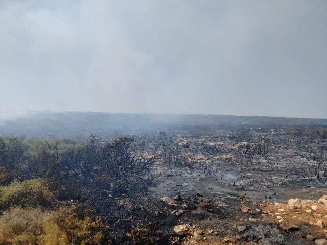 Son Dakika: Türkiye'nin güneyi yanıyor! Antalya'dan sonra Bodrum ve Didim'de de yangın çıktı, alevler yerleşim yerlerine yaklaşıyor