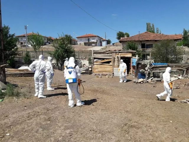 Görüntüler Türkiye'den! Korona ile mücadele sürerken kuş gribi patlak verdi, onlarca hayvan toplandı Görüntüler Türkiye'den! Korona ile mücadele sürerken kuş gribi patlak verdi, onlarca hayvan toplandı