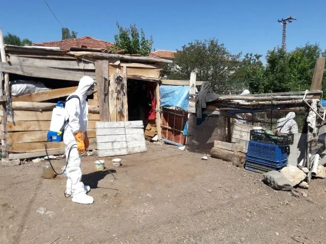Görüntüler Türkiye'den! Korona ile mücadele sürerken kuş gribi patlak verdi, onlarca hayvan toplandı Görüntüler Türkiye'den! Korona ile mücadele sürerken kuş gribi patlak verdi, onlarca hayvan toplandı