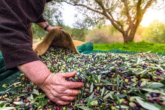 Zeytin ve zeytinyağı ihracatı, 136 milyon dolara ulaştı