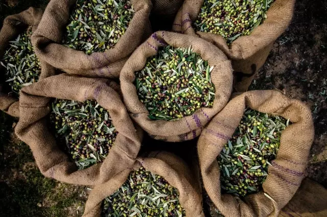 Zeytin ve zeytinyağı ihracatı, 136 milyon dolara ulaştı