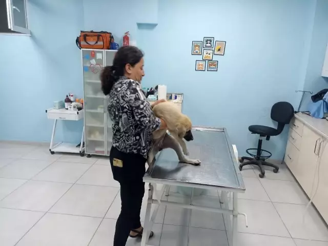 Araba çarpması sonucu yaralanan yavru köpeği kucağına alarak veterinere koşturdu