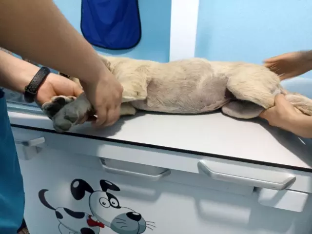 Araba çarpması sonucu yaralanan yavru köpeği kucağına alarak veterinere koşturdu