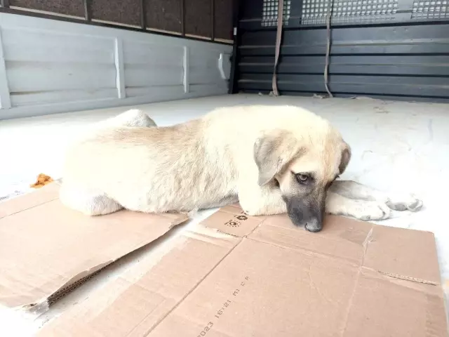 Araba çarpması sonucu yaralanan yavru köpeği kucağına alarak veterinere koşturdu
