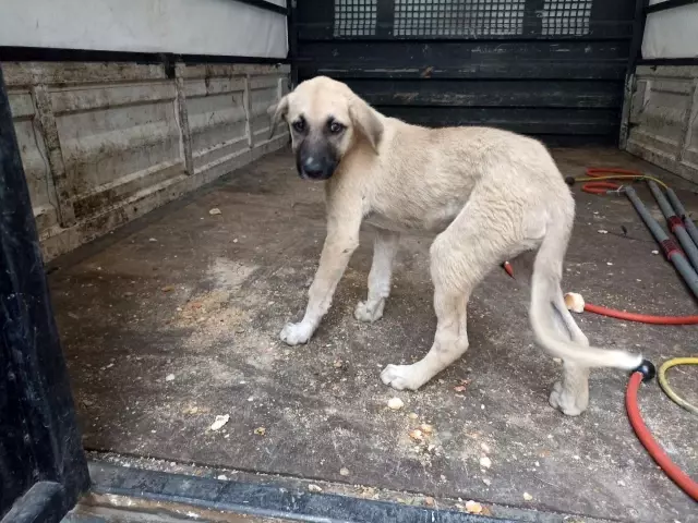 Araba çarpması sonucu yaralanan yavru köpeği kucağına alarak veterinere koşturdu