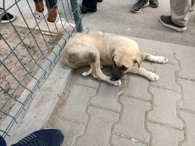 Araba çarpması sonucu yaralanan yavru köpeği kucağına alarak veterinere koşturdu