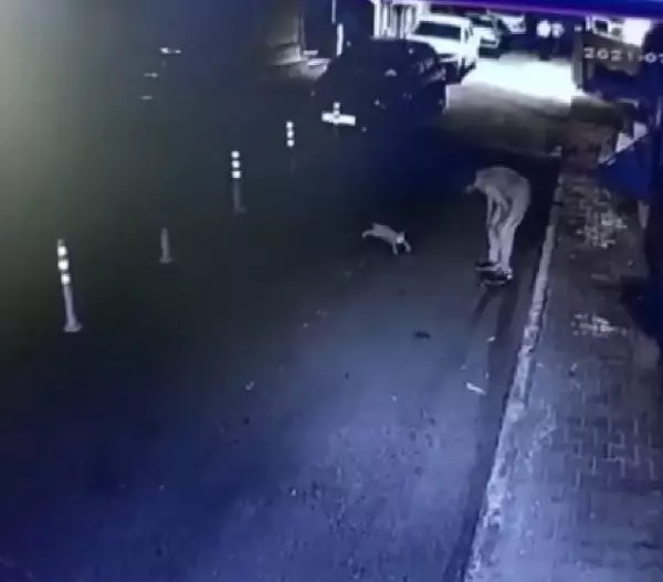 BAĞCILAR'DA 3 KİŞİ, SOKAK KEDİSİNİ GEZDİRDİKLERİ PİTBULL'A ÖLDÜRTTÜ