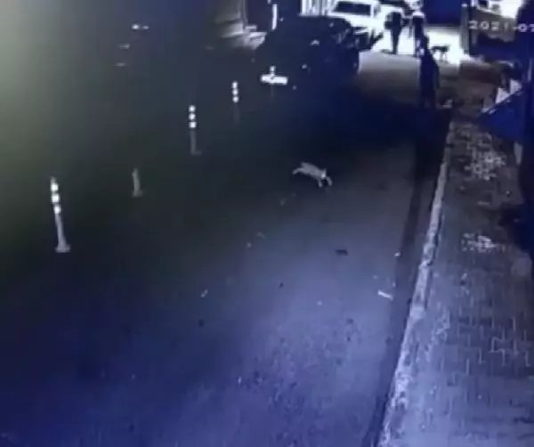 BAĞCILAR'DA 3 KİŞİ, SOKAK KEDİSİNİ GEZDİRDİKLERİ PİTBULL'A ÖLDÜRTTÜ