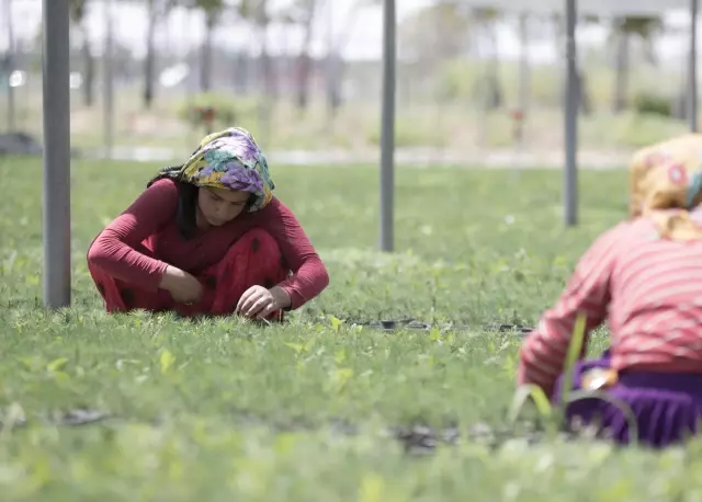 Doğu Anadolu'nun kıraç toprakları ve yanan ormanları yetiştirilen fidanlarla yeniden yeşeriyor