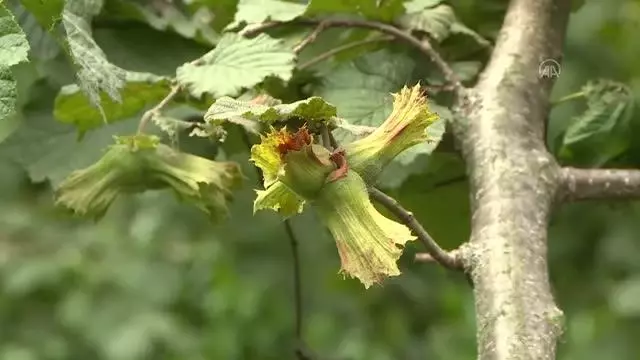 Fındık üreticilerine erken hasat uyarısı