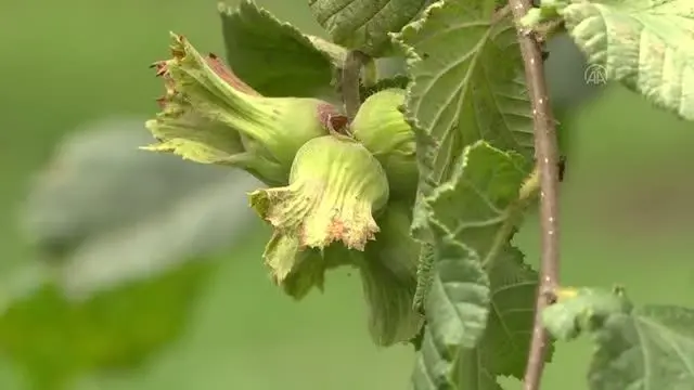 Fındık üreticilerine erken hasat uyarısı