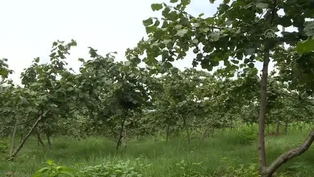 Fındık üreticilerine erken hasat uyarısı