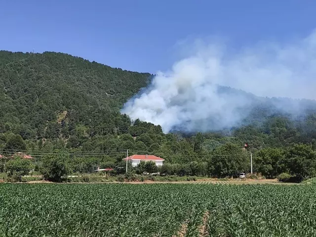 İzmir'de çıkan orman yangınına müdahale ediliyor