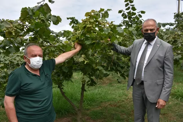 Fındık üreticilerine erken hasat uyarısı
