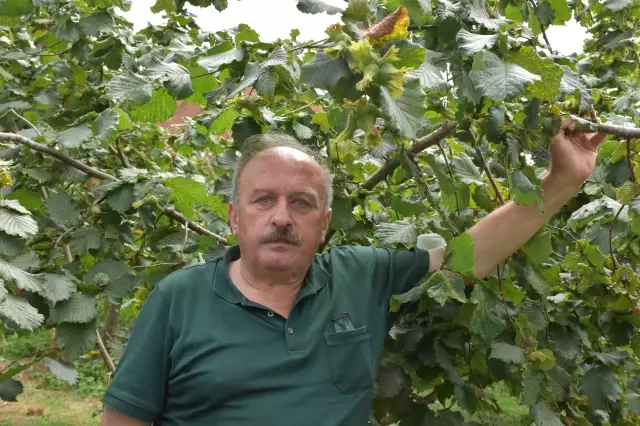 Fındık üreticilerine erken hasat uyarısı