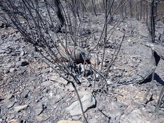 Yangından geriye kalan acı manzara