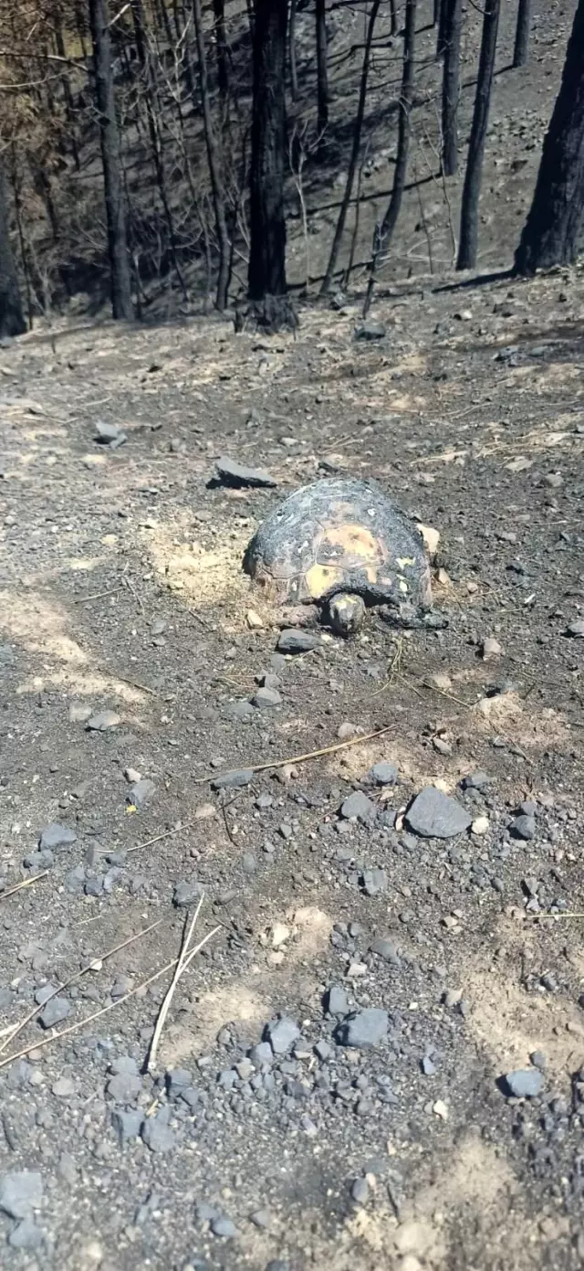 Yangından geriye kalan acı manzara