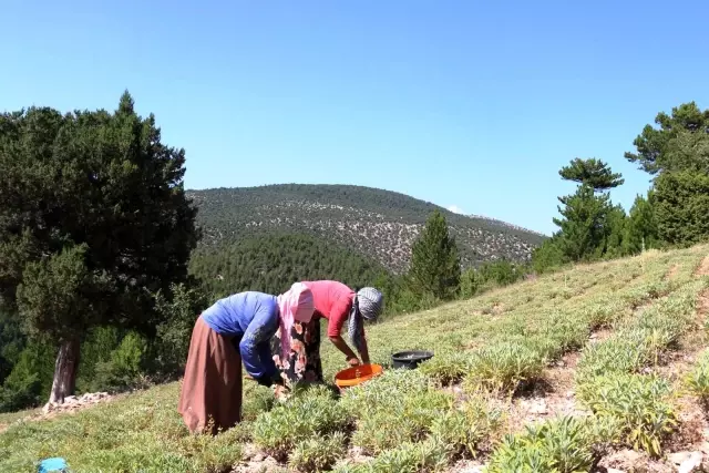 Kütahya'da Adaçayı hasadı başladı