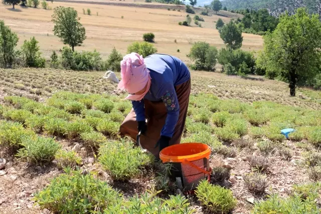 Kütahya'da Adaçayı hasadı başladı
