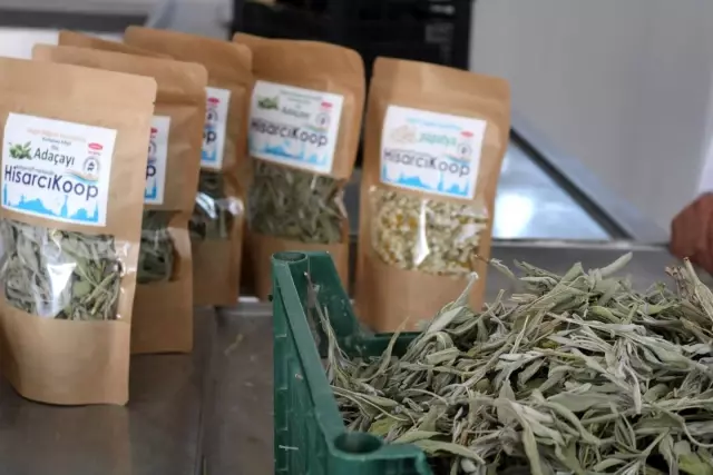 Kütahya'da Adaçayı hasadı başladı