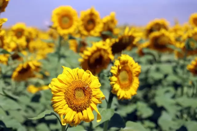 Ayçiçeği tarlaları gelin ve damatların fotoğraflarına renk katıyor