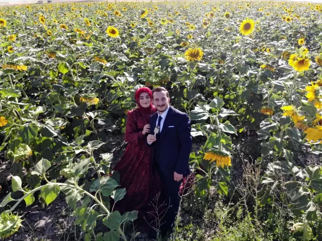 Ayçiçeği tarlaları gelin ve damatların fotoğraflarına renk katıyor