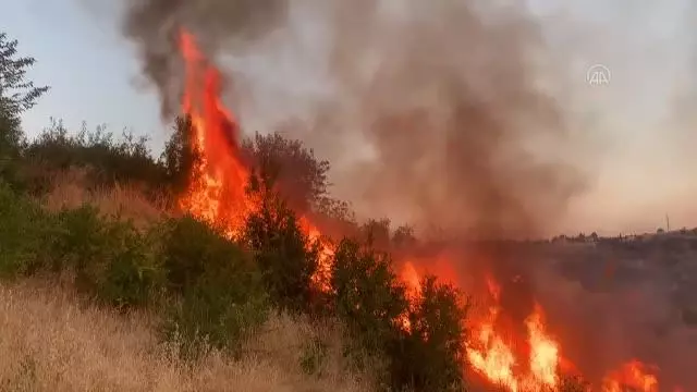 Anız yangını ağaçlığa sıçradı, 50 dönüm alan zarar gördü