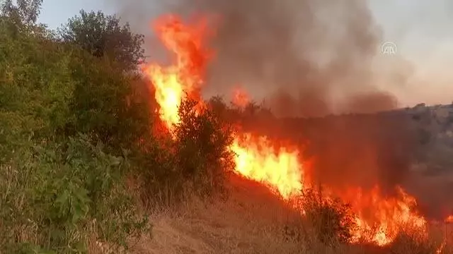 Anız yangını ağaçlığa sıçradı, 50 dönüm alan zarar gördü