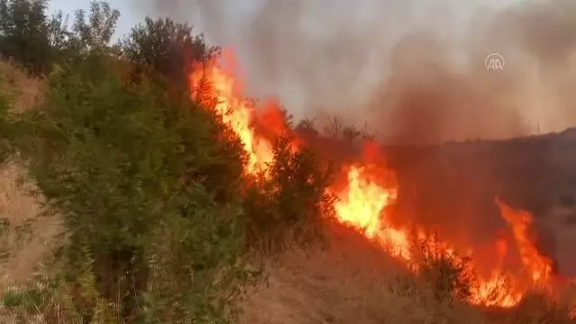 Anız yangını ağaçlığa sıçradı, 50 dönüm alan zarar gördü