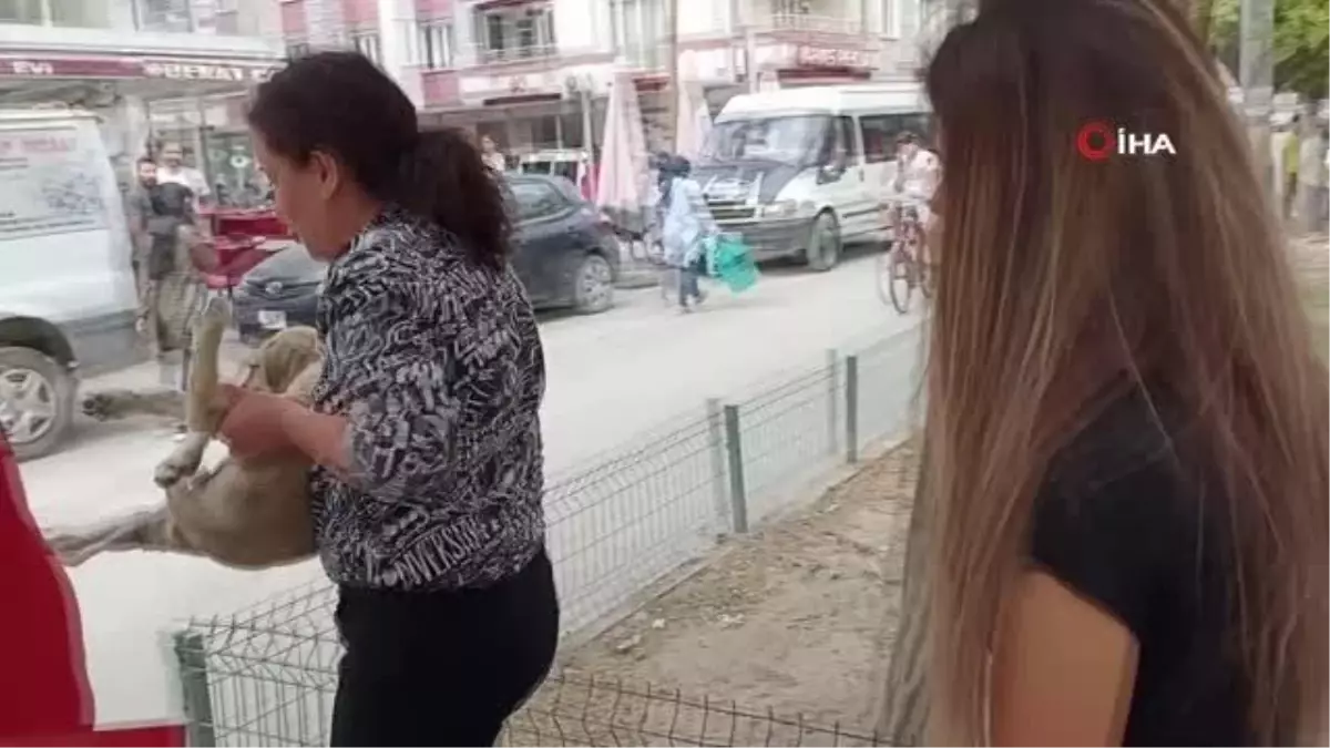 Araba çarpması sonucu yaralanan yavru köpeği kucağına alarak veterinere koşturdu