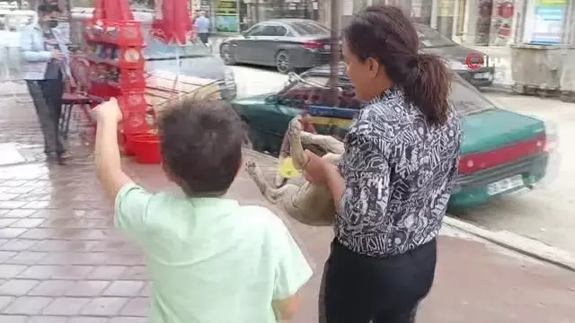 Araba çarpması sonucu yaralanan yavru köpeği kucağına alarak veterinere koşturdu