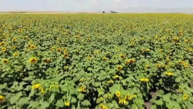 Ayçiçeği tarlaları gelin ve damatların fotoğraflarına renk katıyor
