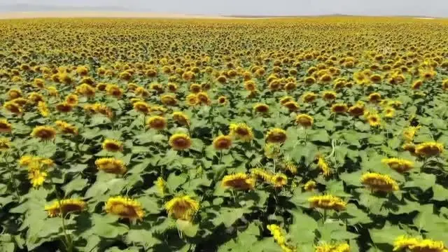 Ayçiçeği tarlaları gelin ve damatların fotoğraflarına renk katıyor
