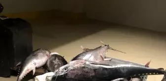 Beylikdüzü: Beylikdüzü'nde yasak dönemde avlanan bin 600 kilo orkinos balığına el konuldu Beylikdüzü: Beylikdüzü'nde yasak dönemde avlanan bin 600 kilo orkinos balığına el konuldu