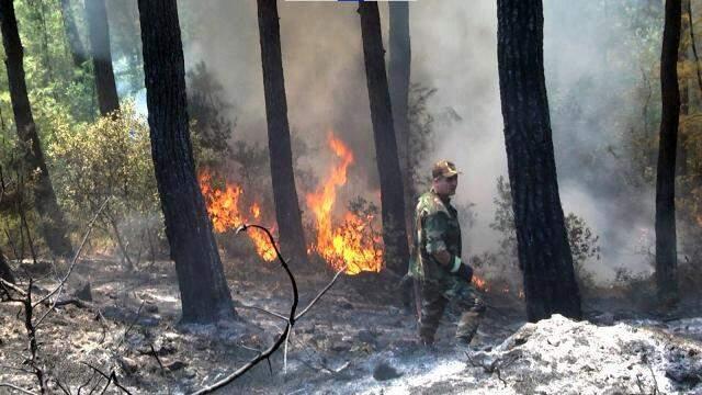 Ciğerlerimizin alev alev yandı, Azerbaycanlılardan 'Bugün fidan, yarın nefes' kampanyasına destek gecikmedi