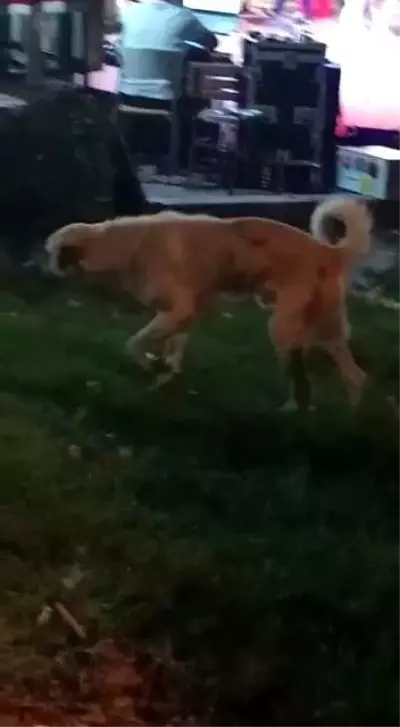 Düğün müziğine kapılan köpek dans etti