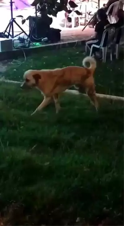 Düğün müziğine kapılan köpek dans etti