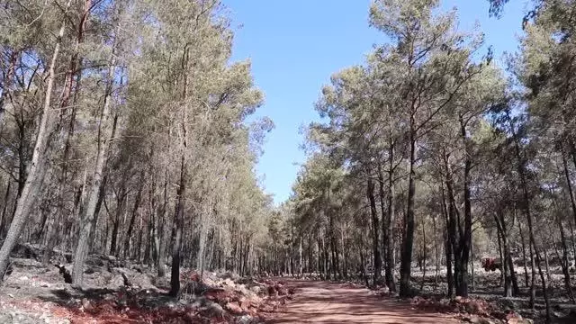 Fethiye ilçesindeki orman yangını kontrol altına alındı